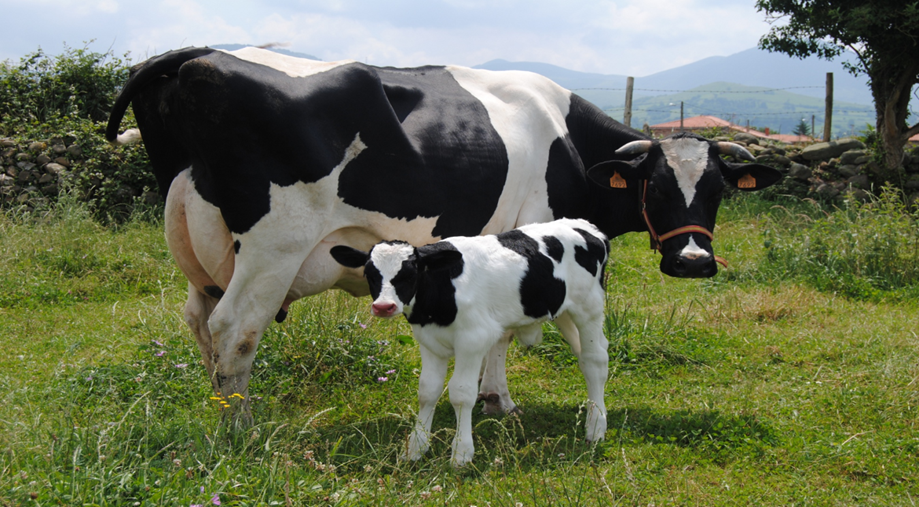 LAS VACAS