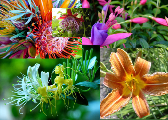LAS FLORES MAS RARAS DEL MUNDO